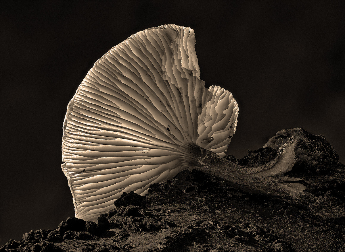 Backlit Toadstool - Ann Laverock